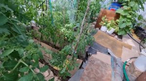 Медь для помидоров #302