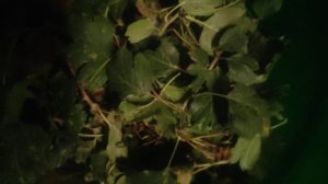 листья боярышник