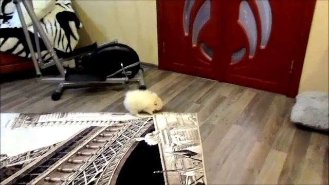 Чип ( шпицуля 2 месяца )