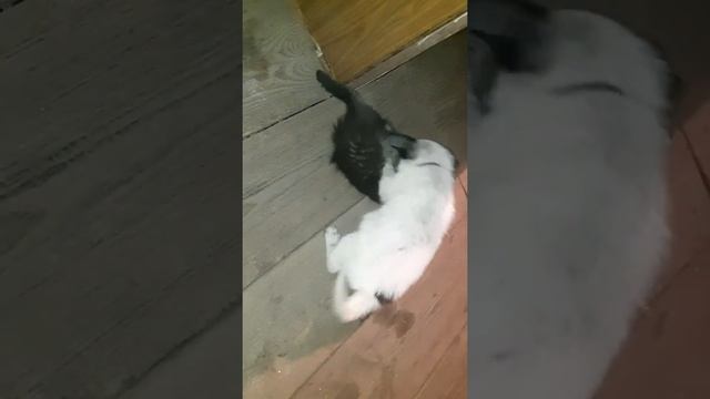 Как собака съела кошку смотреть онлайн