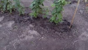 Подкормка МАЛИНЫ Ремонтантной.