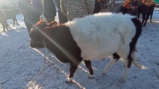 13-DEKABR/QARAO'ZEK MAL BAZARI/BAZAR ZOR BOLDI