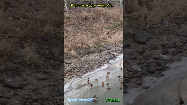 Утки в городе...