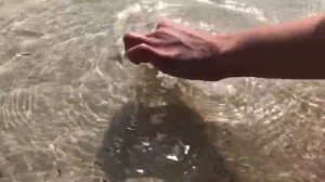 Пляж Аль-Мамзар Дубай. Как морская звезда кувыркается.