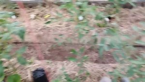 ОЧЕНЬ ВАЖНАЯ ПОДКОРМКА ТОМАТОВ!!!Кальциевая селитра решает три задачи.