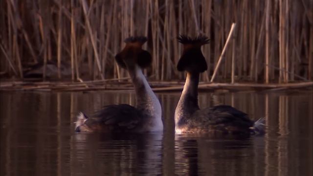 Wild Germany - The Beautiful World Of Birds | Free Documentary Nature