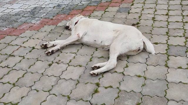 Мы с прогулки шли, хаски мы нашли. Ищем хозяина. смотреть онлайн