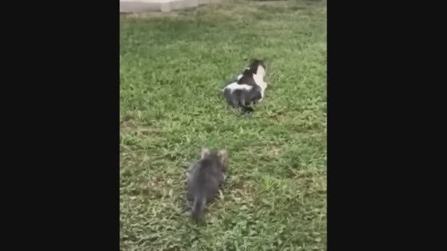 Смешные питомцы #3