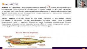 Хордовые . Бесчерепные. Ланцетник.