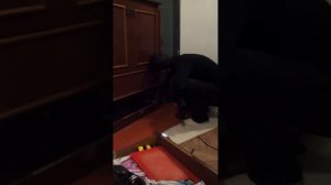 Крыса залезла в дом