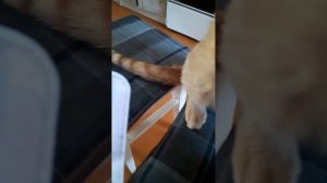 снимаем коту катетер/ старое видео/ в память о Рыжике