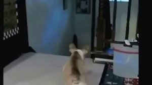 Кошки и собаки.  Смешное видео.