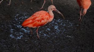 12520716_1920_1080_25fps