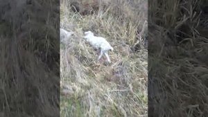 Волки напали на овец.