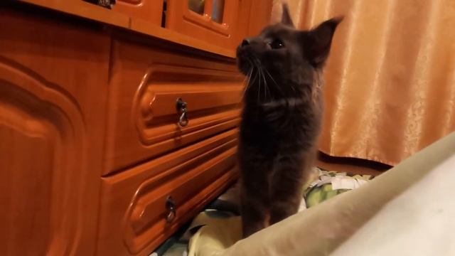 Зубастик. Сходила на УЗИ. Том МОЛОДЕЦ!!! смотреть онлайн