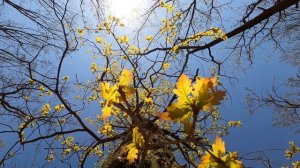 Spring Oak Leaves Against Sky and Sun free video footage in 4K Ultra HD 60fps