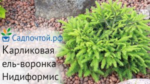 Карликовая ель-воронка "Нидиформис", Picea abies "Nidiformis"  Питомник Садпочтой.рф #садпочтой