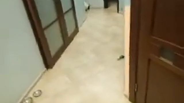 Учу свою собаку команде «Ищи/ Искать» смотреть онлайн