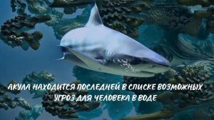 Акулы. Интересно знать #акула