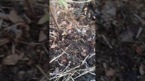 Шок!!!Голубику съедает хрущ