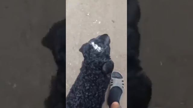 Умный баран(умнее собаки)