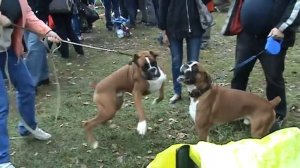 Боксёры боксируют!