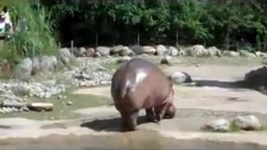 Носорог пукнул