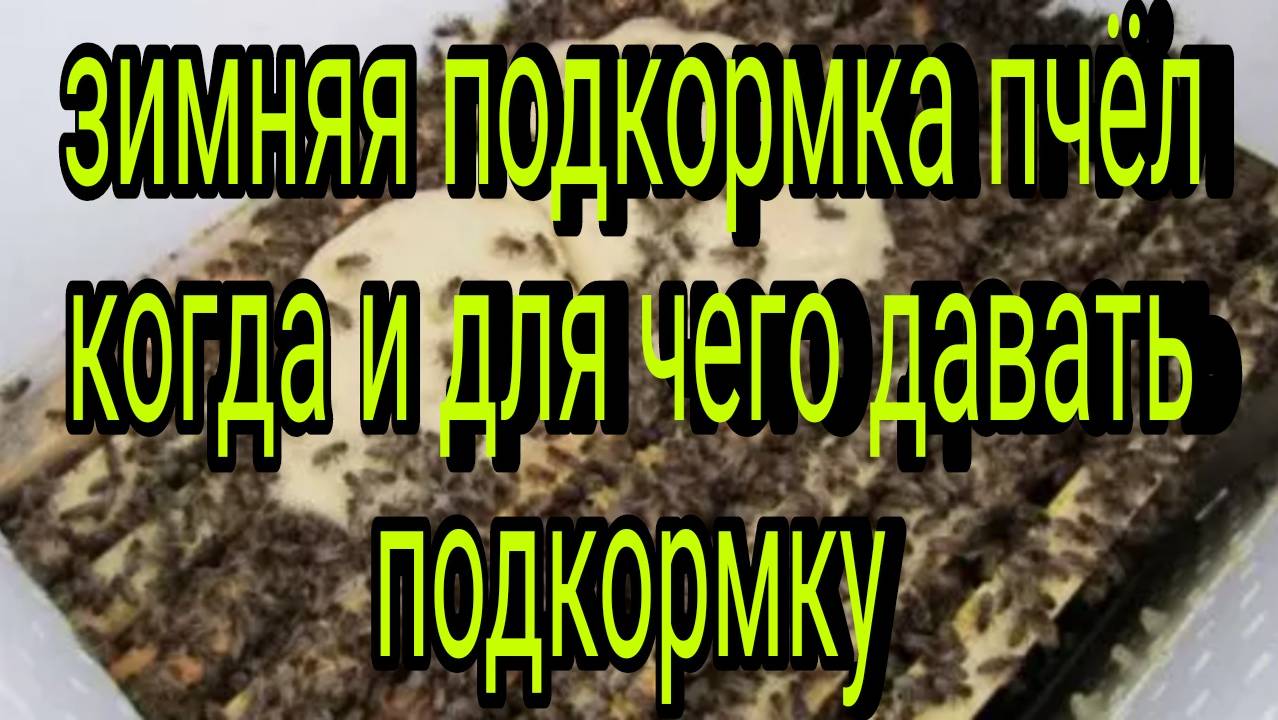 подкормка пчёл зимой, когда и для чего давать подкормку пчёлам смотреть онлайн