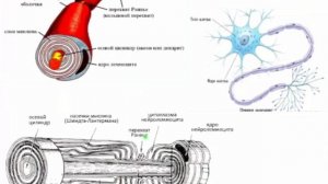 Лекция 9. Нервная ткань | Глинкина В.В.