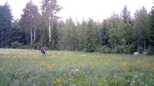 Лось попал в объектив фотоловушки Bolyguard SG2060-T. Отличное качество видео и аудио!