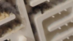 Бесподобные гиганты Camponotus singularis|Содержание,обзор