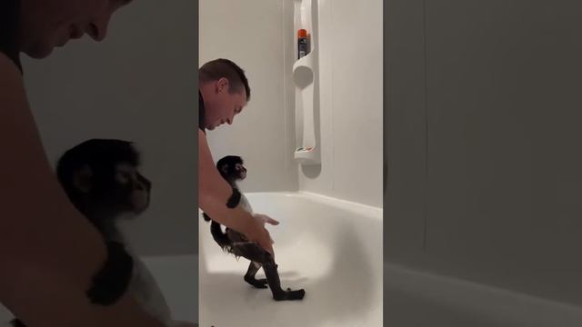 Маленькая обезьянка принимает душ. Распространите. смотреть онлайн