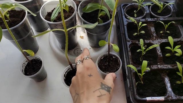 Циннии и георгины . Пикировка , уход смотреть онлайн