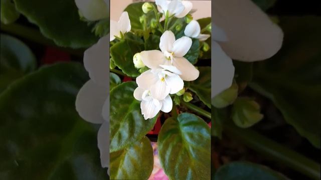 Сортовая фиалка Optimara Ontario. Простая фиалка. Нежно-белые аккуратные лепесточки!