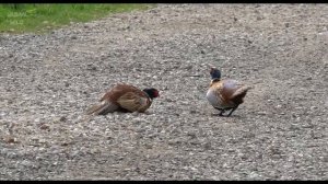 Pheasant Duel - a confrontation of two cocks