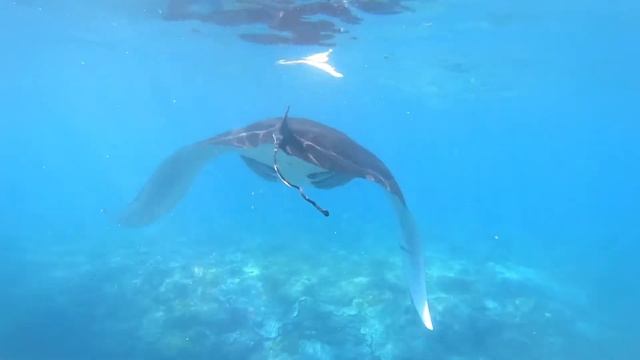 MANTA RAY in BALI  , put this trip on your bucket list!!