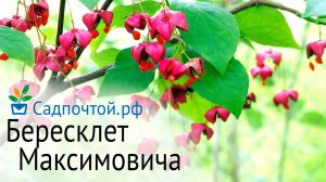 Бересклет Максимовича, бересклет с изящными семенами подвесками. Питомник Садпочтой.рф #садпочтой