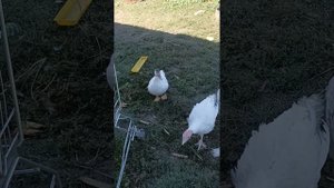 индюки белые широкогрудые