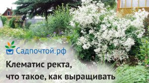 Клематис ректа, Clematis recta, сезонные изменения, агротехника. Питомник Садпочтой.рф  #садпочтой