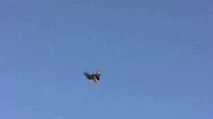 Николаевские Серпато выворотные голуби