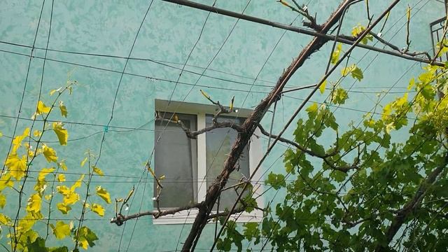 перепрививка взрослого куста винограда на беседке