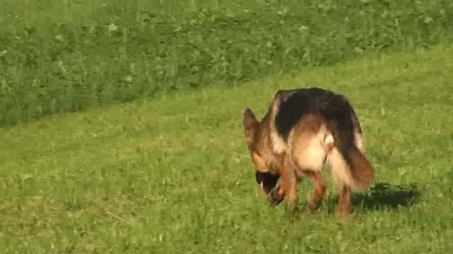 German shepherd Zarina fom Irin Hof in Bad Boll HD