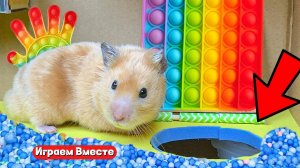 Вместе с хомяком выбираемся из СЛОЖНЕЙШЕГО ПОПИТ ЛАБИРИНТА С ПРЕПЯТСТВИЯМИ !