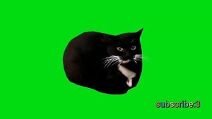 Maxwell The Cat Dancing Green Screen | 1080p 60 FPS #maxwell #cat #mem #2023