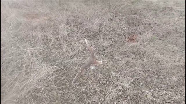 ПОИСКИ РОГОВ ЛОСЯ ШИКАРНЫЕ НАХОДКИ , РОГА ПОД КАЖДЫМ КУСТОМ ЖЕСТЬ 😲 смотреть онлайн