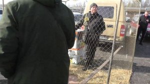 Выставка голубей Птичий рынок в Аксае 17 апреля