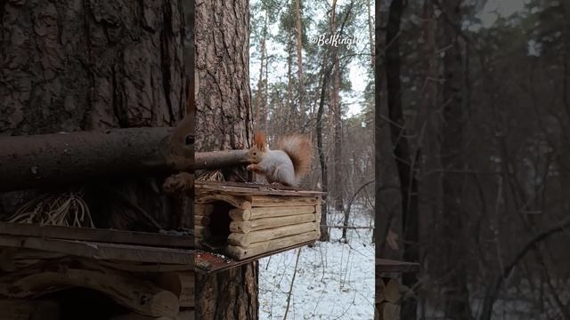 Рыжий хвост в деле️