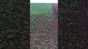 Обработка от сорняков озимой пшеницы
