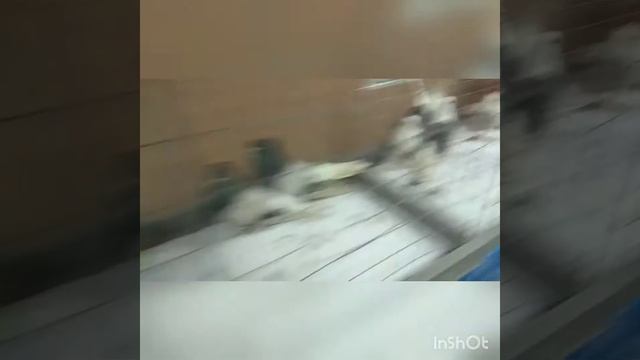 Выставка голубей и ярмарок. Знаменка 2018 смотреть онлайн