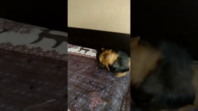 Морская свинка. Guineapig-100.